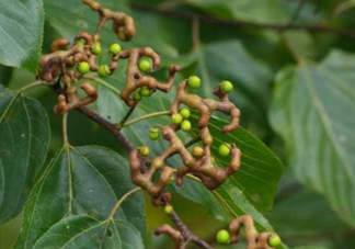 拐棗能泡酒嗎？拐棗能和蜂糖一起泡酒嗎？