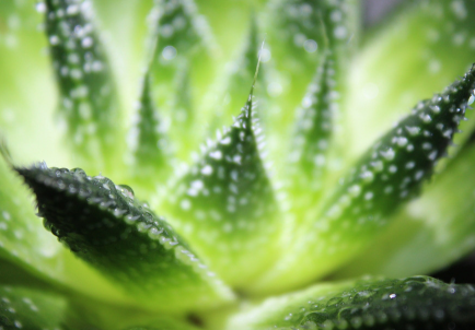 蘆薈泡酒治腳氣嗎？蘆薈泡酒有什么功效？