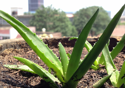 蘆薈泡酒治腳氣嗎？蘆薈泡酒有什么功效？