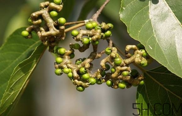 拐棗可以和枸杞一起泡酒嗎？拐棗和枸杞泡酒怎么做？