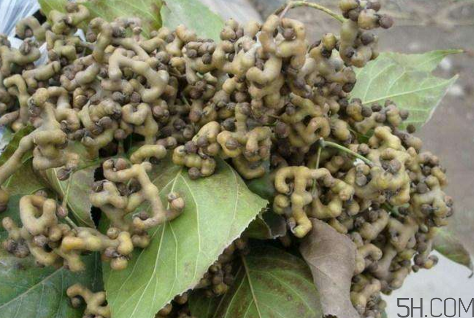 拐棗泡酒要去籽嗎？拐棗泡酒的副作用