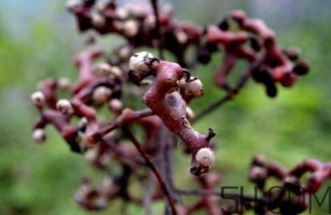 血藤跟拐棗可以一起泡酒嗎？拐棗可以和什么搭配泡酒？