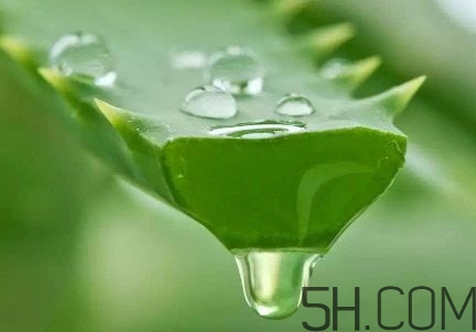 蘆薈泡酒可以喝嗎？蘆薈泡酒治什么?。?></p><h3>蘆薈酒的制作方法</h3><p>原料：50度-60度糧食白酒40-45份、蘆薈40-45份、黃芪3-6份、五味子3-6份、枸杞3-6份、甘草 1-2份和蜂蜜1-2份。</p><p>制作：</p><p>1、先將鮮蘆薈葉清洗、消毒、再?zèng)_洗、晾干、去刺、切片，加入到白酒中。</p><p>2、浸泡10-30天，過(guò)濾去渣后得到原汁蘆薈酒。</p><p>3、再將黃芪、五味子、枸杞、甘草和蜂蜜加入原汁蘆薈酒中浸泡15-30天，經(jīng)調(diào)味陳釀后得到的液體即為蘆薈酒。</p>		</div>
<div align=