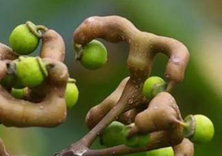 拐棗孕婦可以吃嗎？孕婦吃拐棗有什么好處？