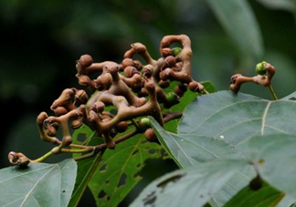 拐棗能夠治療風(fēng)濕嗎？拐棗的藥用價(jià)值有哪些？