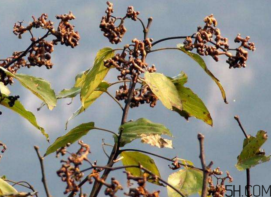 拐棗是什么？拐棗可以生吃嗎？