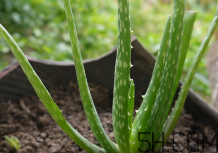 蘆薈泡酒可以喝嗎？蘆薈泡酒治什么??？