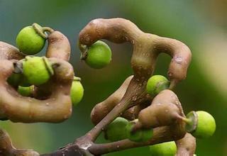 拐棗孕婦可以吃嗎？孕婦吃拐棗有什么好處？