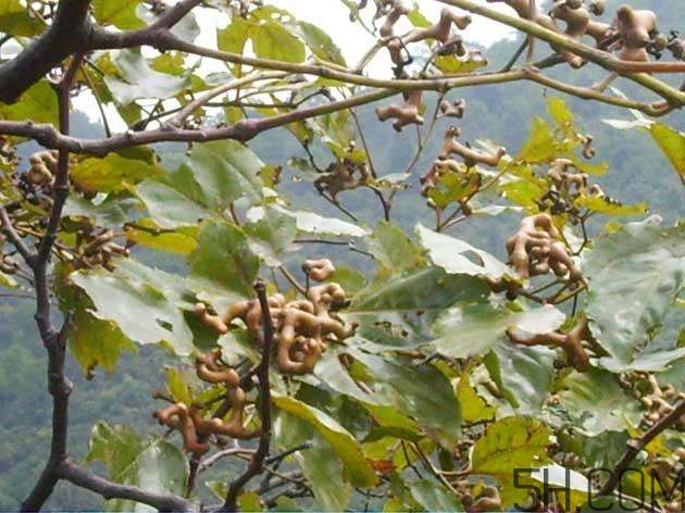 拐棗能夠治療風(fēng)濕嗎？拐棗的藥用價(jià)值有哪些？