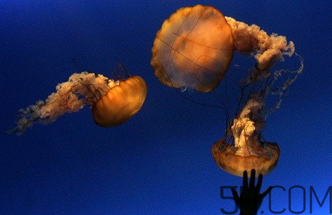 海蜇頭是葷的還是素的？海蜇頭能帶上飛機(jī)嗎