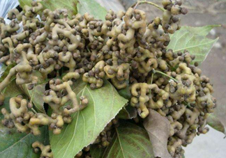 拐棗泡酒要去籽嗎？拐棗泡酒的副作用