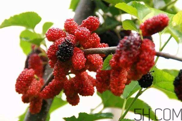 血藤跟拐棗可以一起泡酒嗎？拐棗可以和什么搭配泡酒？