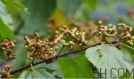 拐棗可以和枸杞一起泡酒嗎？拐棗和枸杞泡酒怎么做？