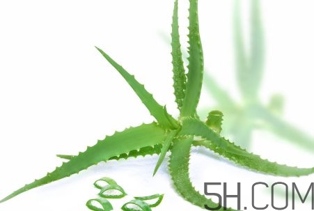 蘆薈泡酒可以喝嗎？蘆薈泡酒治什么?。?></p><p>其次，蘆薈的緩瀉、利尿作用可以提高人體的排泄功能，是治愈高血壓不可缺少的要素。</p><p>另外，對(duì)于正在服用降壓藥物的患者，蘆薈可以通過(guò)緩瀉、利尿作用來(lái)消除藥物副作用對(duì)人體的危害，蘆薈具有防止便秘、增強(qiáng)胃腸功能、促進(jìn)血液循環(huán)和新陳代謝、消除多余脂肪等作用，這對(duì)降低血糖值具有很大的幫助?？篂V過(guò)性病原體，免疫刺激劑作用，消炎作用，促進(jìn)傷口愈合。</p><p>增強(qiáng)噬菌、解毒及清潔功能，提高免疫力并具有很強(qiáng)的抑制或破壞異常細(xì)胞生長(zhǎng)的作用，從而起到抗腫瘤作用。</p><p style=