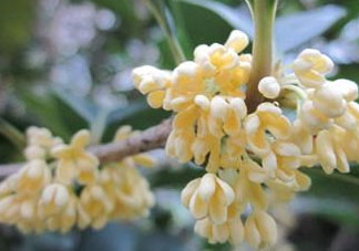 桂花可以放冰箱嗎？新鮮桂花可以放冰箱嗎？