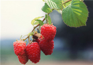 樹莓可以冷凍幾天？野草莓是樹莓嗎？