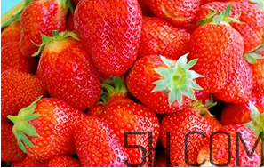 草莓都有哪些熱門品種？草莓怎么放不容易壞？