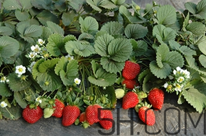 草莓都有哪些熱門品種？草莓怎么放不容易壞？