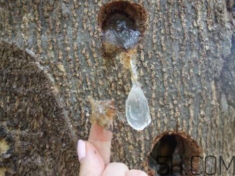 雪燕是什么樹種植的？雪燕是涼性還是熱性