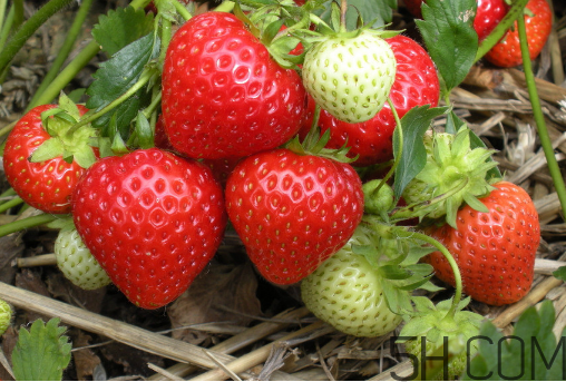 草莓怎么洗不會爛掉？草莓農藥殘留為什么多？