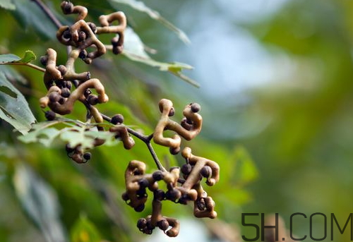 萬壽果是什么水果 萬壽果是木瓜嗎 萬壽果是什么水果 萬壽果是木瓜嗎