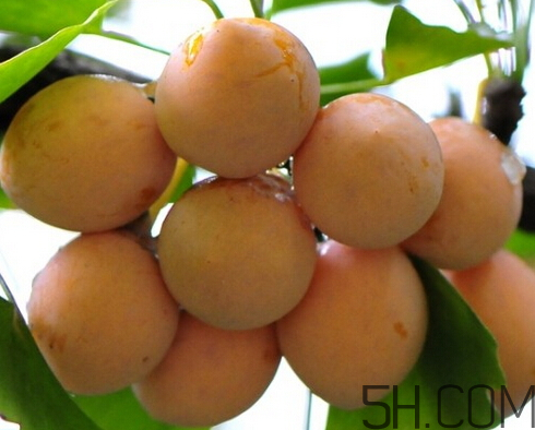 白果發(fā)黃還能吃嗎 白果發(fā)毛了還能要嗎 白果發(fā)黃還能吃嗎 白果發(fā)毛了還能要嗎