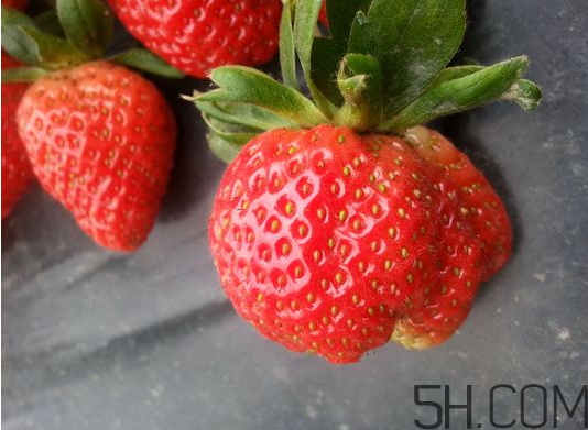 奶油草莓是不是轉(zhuǎn)基因？激素草莓的危害有哪些？