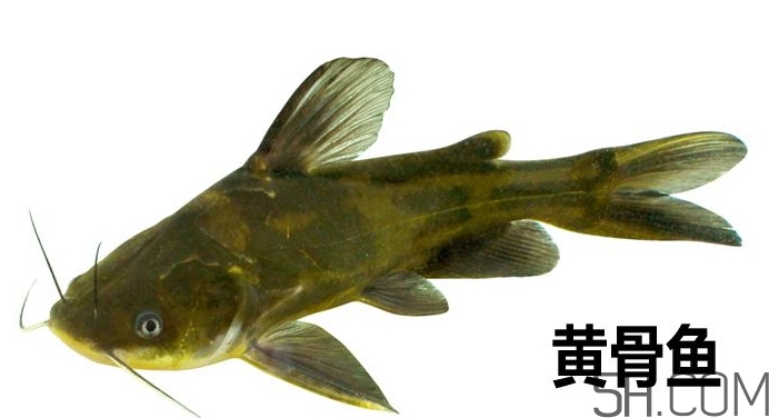 黃骨魚是發(fā)物嗎？黃骨魚是什么魚？