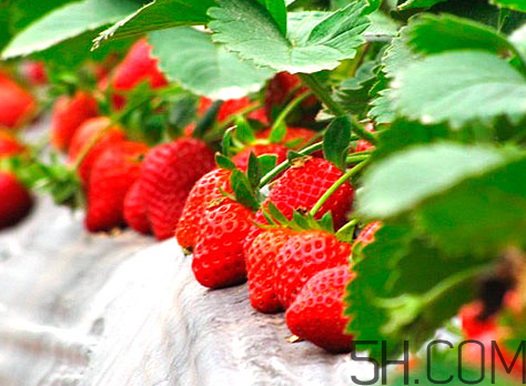 奶油草莓和巧克力草莓哪個(gè)更好吃？奶油草莓的區(qū)分