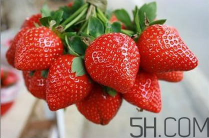 奶油草莓和巧克力草莓哪個(gè)更好吃？奶油草莓的區(qū)分