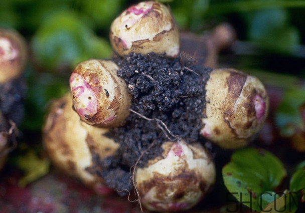 洋姜是什么時(shí)候成熟？洋姜是發(fā)物嗎