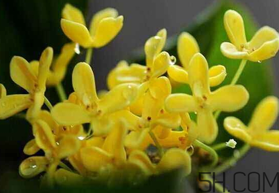 桂花可以放冰箱嗎？新鮮桂花可以放冰箱嗎？