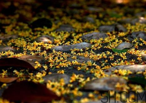 桂花可以放冰箱嗎？新鮮桂花可以放冰箱嗎？