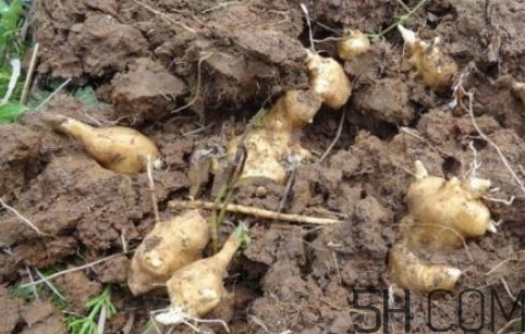 鬼子姜可以生吃嗎？鬼子姜怎么做好吃