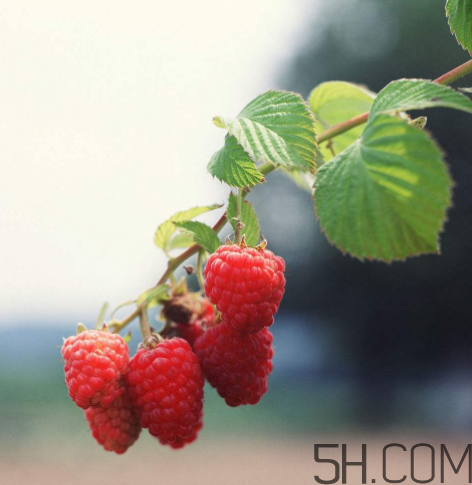 覆盆子有什么作用？覆盆子的營(yíng)養(yǎng)價(jià)值