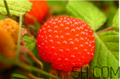 覆盆子有毒嗎？孕婦喝覆盆子茶的注意事項