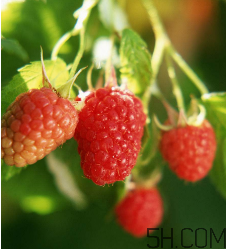 覆盆子有毒嗎？孕婦喝覆盆子茶的注意事項