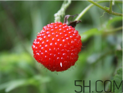 覆盆子的作用有哪些？覆盆子和桑葚哪個(gè)好吃？