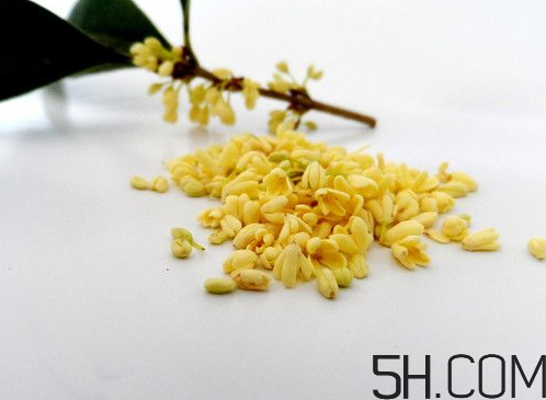 黃桂花好還是白桂花好 黃桂花和白桂花的區(qū)別 黃桂花好還是白桂花好 黃桂花和白桂花的區(qū)別