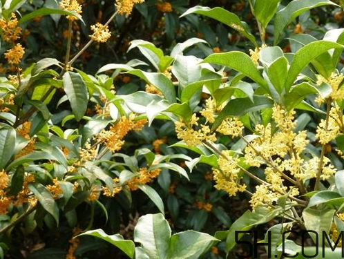 黃桂花好還是白桂花好 黃桂花和白桂花的區(qū)別 黃桂花好還是白桂花好 黃桂花和白桂花的區(qū)別