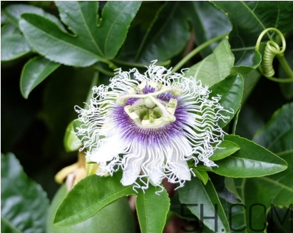 什么時候種植百香果最適宜？百香果軟的好還是硬的好？