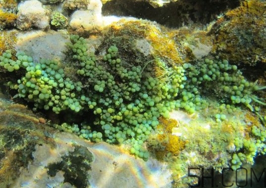 海葡萄多少錢(qián)一斤？海葡萄是什么味道