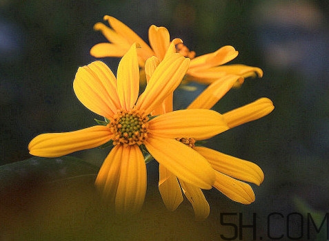 鬼子姜什么時候成熟？為什么叫鬼子姜