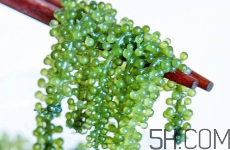 海葡萄好吃嗎？海葡萄怎么吃