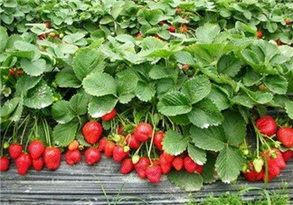 草莓是幾月份的水果？吃草莓可以美白嗎？