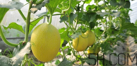 哈密瓜怎么挑選好吃？切開的哈密瓜怎么保存？