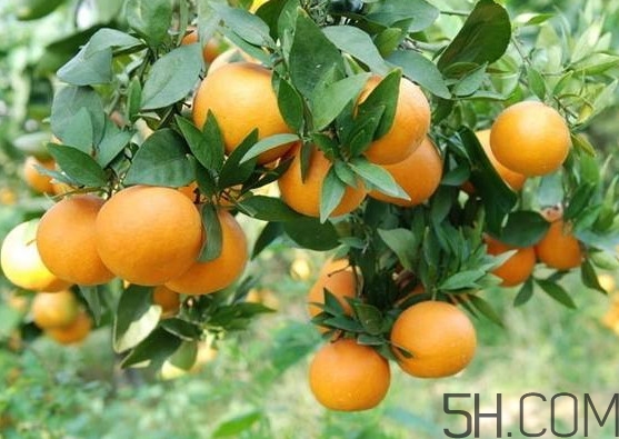 褚橙是冰糖橙嗎？冰糖橙和褚橙有什么區(qū)別