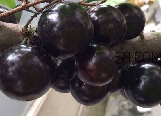 嘉寶果幾年結果？嘉寶果好吃嗎