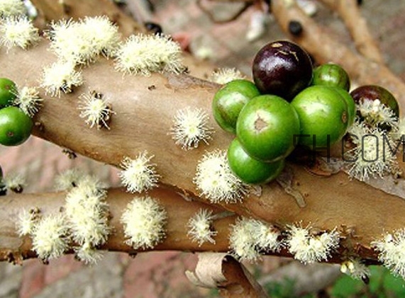 嘉寶果怎么吃？嘉寶果什么時候種植