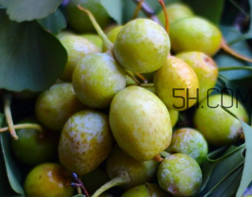 銀杏果可以泡水喝嗎 銀杏果泡水喝怎么處理 銀杏果可以泡水喝嗎 銀杏果泡水喝怎么處理